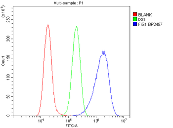 Anti-TTC11/FIS1 Antibody