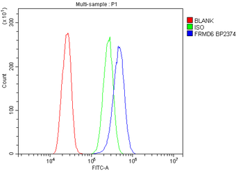 Anti-FRMD6/Willin Antibody