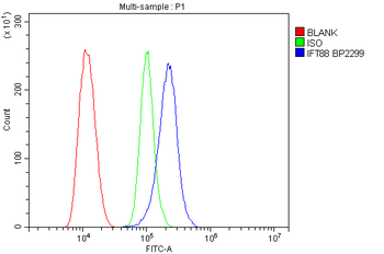 Anti-IFT88 Antibody