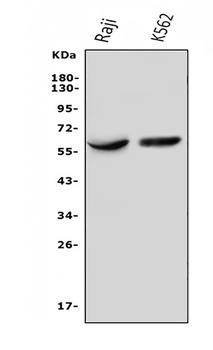 IL3RA/CD123 Antibody