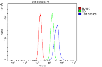 Anti-LIM1/LHX1 Antibody