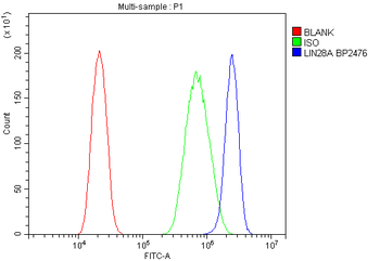 Anti-Lin28/LIN28A Antibody