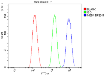 Anti-MBD4/MED1 Antibody