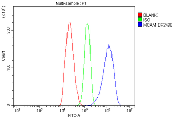 Anti-CD146/Mcam Antibody