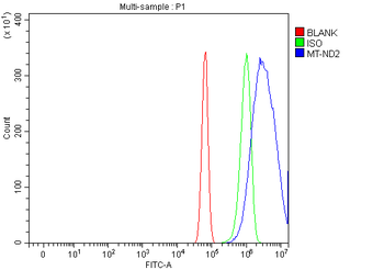 Anti-NADH2/Mtnd2 Antibody