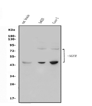 p75 NGF Receptor/NGFR Antibody