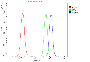 Anti-p75 NGF Receptor/NGFR Antibody