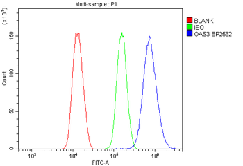 Anti-OAS3 Antibody