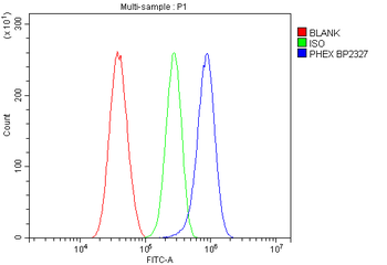 Anti-PHEX Antibody
