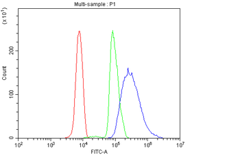 Anti-PIAS2 Antibody