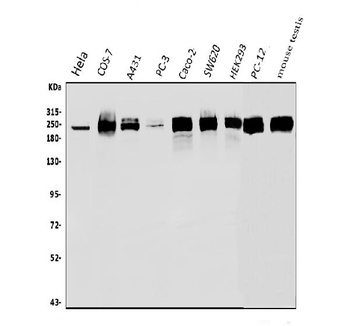 RNA polymerase II/POLR2A Antibody