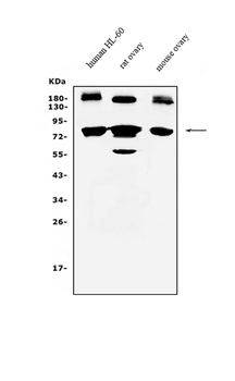 PRDM5 Antibody