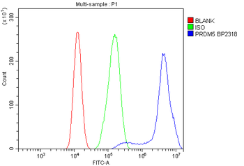 Anti-PRDM5 Antibody