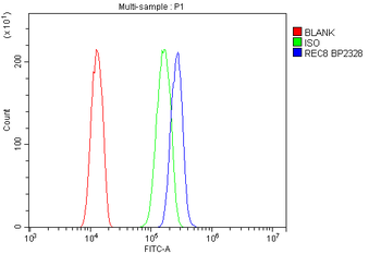 Anti-REC8 Antibody