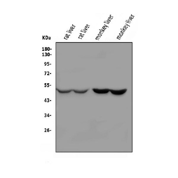Kallistatin/PI-4/SERPINA4 Antibody