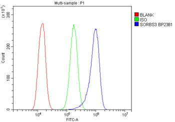 Anti-Vinexin/SORBS3 Antibody