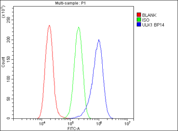 Anti-ULK1 Antibody