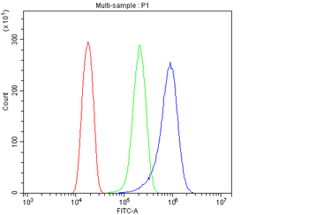 Anti-Vinculin/VCL Antibody