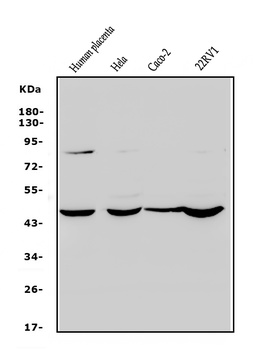 Rex1/ZFP42 Antibody