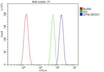 Anti-Rex1/ZFP42 Antibody