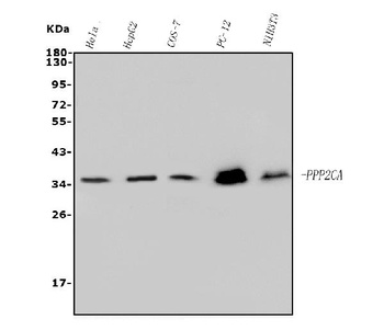PP2A-alpha/PPP2CA Antibody (monoclonal, 3B6)