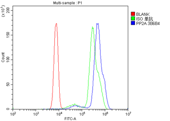 Anti-PP2A-alpha/PPP2CA Antibody (monoclonal, 3B6)