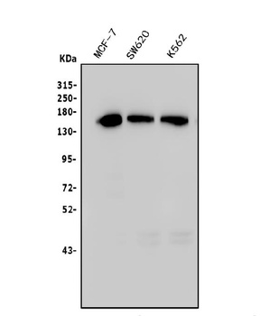 TIF1 gamma/TRIM33 Antibody (monoclonal, 8I8)