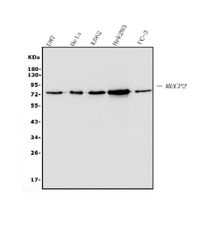 Anti-MECP2 Antibody (monoclonal, 2G3)