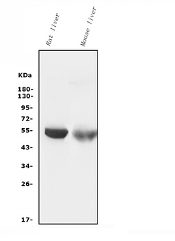 Cytochrome p450 2C19/CYP2C19 Antibody (monoclonal, 5G4)