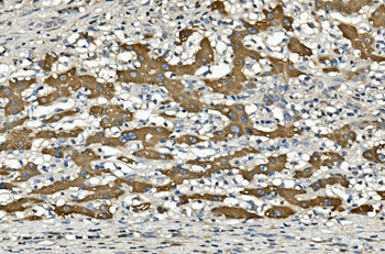 Anti-Cytochrome p450 2C19/CYP2C19 Antibody (monoclonal, 5G4)