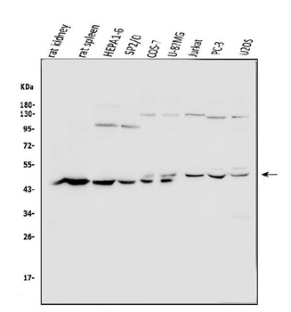 Arp2/ACTR2 Antibody