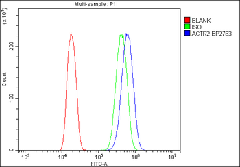 Anti-Arp2/ACTR2 Antibody