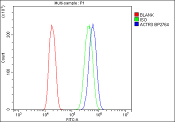 Anti-Arp3/ACTR3 Antibody