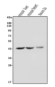 Cyt 19/As3mt Antibody