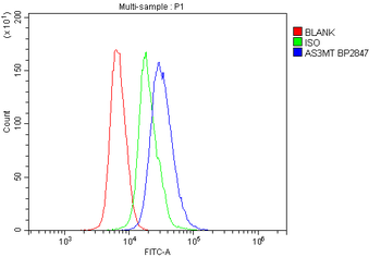 Anti-Cyt 19/As3mt Antibody