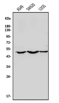 NDP52/CALCOCO2 Antibody