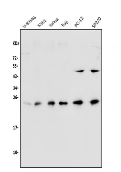 HP1 alpha/CBX5 Antibody