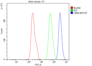 Anti-Cbx8 Antibody