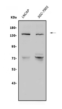 N-Cadherin-2 CDH2 CD325-Antibody