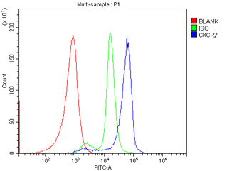 Anti-CXCR2 Antibody