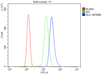 Anti-DLL1 Antibody