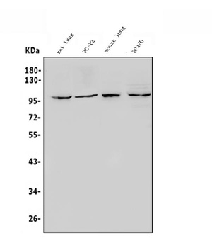 HIF-2-alpha/EPAS1 Antibody