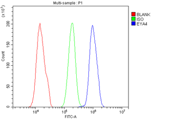 Anti-EYA4 Antibody
