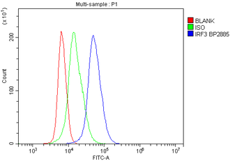 Anti-IRF3 Antibody