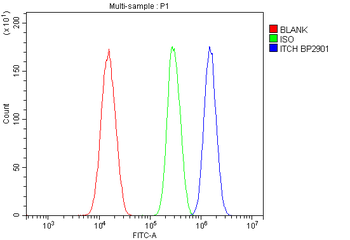 Anti-ITCH/AIP4 Antibody
