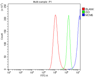 Anti-MCM6 Antibody