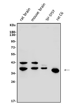 MLC1 Antibody