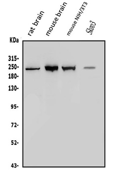 non-muscle Myosin IIB/MYH10 Antibody