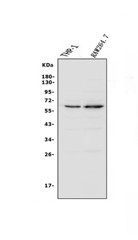 NOXA2/p67phox/NCF2 Antibody