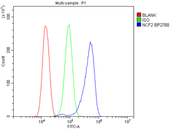 Anti-NOXA2/p67phox/NCF2 Antibody